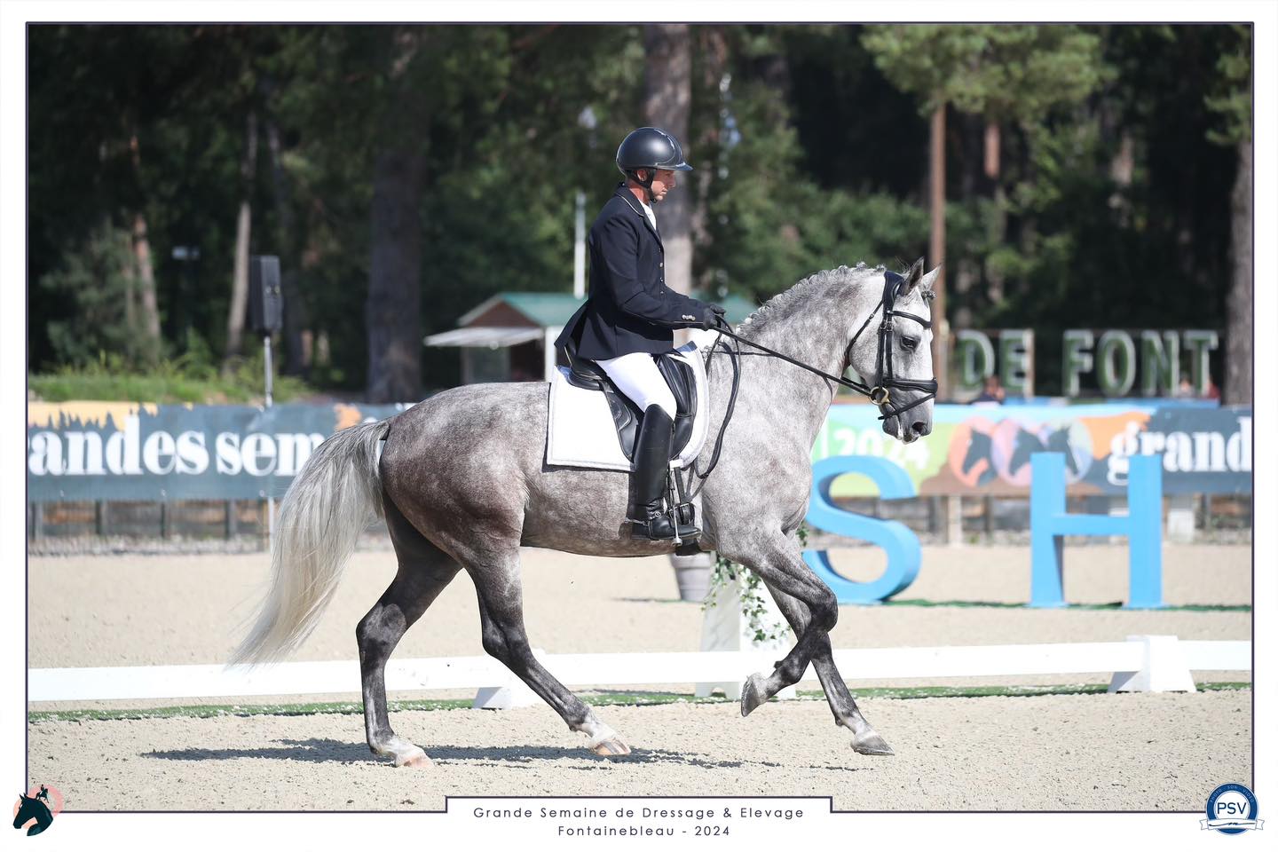 14 Août Finale SHF Jeunes Chevaux 5 ans